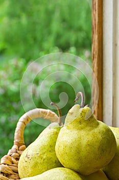 Ripe Organic Yellow Pears in Wicker Basket by Vintage Wooden Window. Garden Greenery in the Background. Summer Rustic Provence