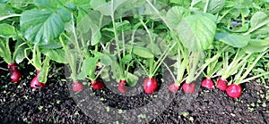 Ripe oval red radishes