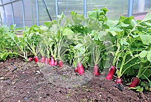 Ripe oval red radishes in the garden