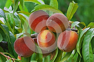 Ripe Peach Branch