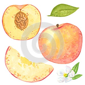 Ripe peach clipart set. Hand drawn watercolor illustration