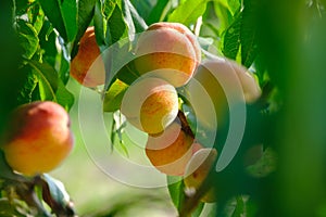 Ripe peach close-up with peach orchard in the background. download
