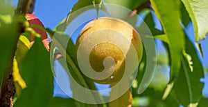 Ripe peach fruit on tree branches