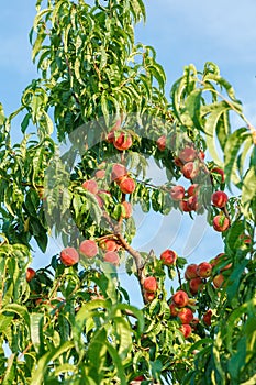 Ripe peach fruit on tree