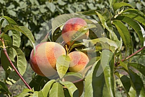 Ripe peach fruits growing on a peach tree branch.