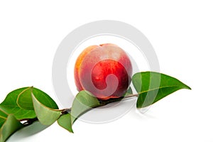 Ripe peach with leaves isolated on a white background