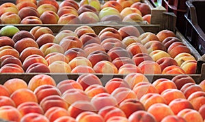 Ripe peaches in a box on a fruit market