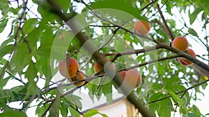 Ripe peaches hang on a branch on a peach tree. Fruit farm. background with ripe fruits and green leaves