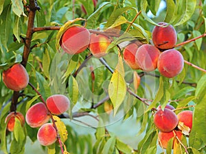 Ripe peaches hanging from a tree