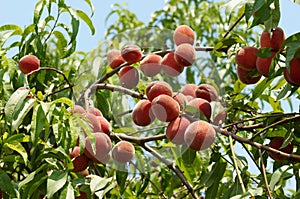 Ripe peaches on the tree
