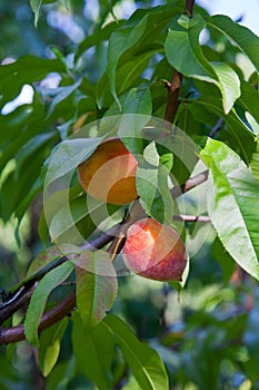 Ripe peaches on tree branch. Close up view of peaches grow on peach tree branch with leaves