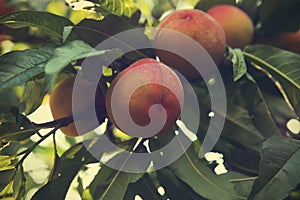 Ripe peaches on tree branch in garden