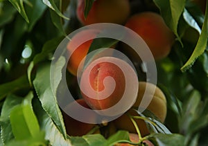 Ripe peaches on tree branch in garden