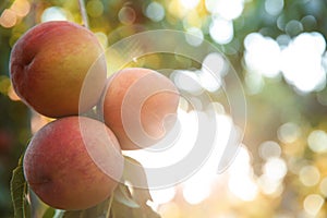 Ripe peaches on tree branch in garden, closeup. Space for text