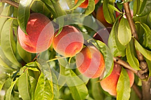 Ripe peaches on a tree, four fruits in a row, in the foreground