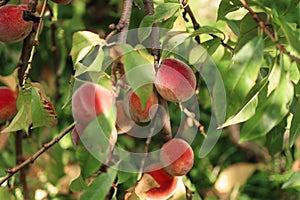 Ripe peaches on the tree