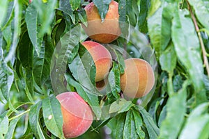 Ripe Peaches on the Tree
