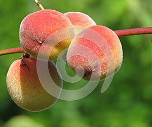 Ripe peaches on a twig without leaves.