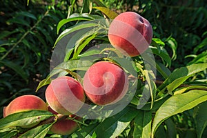 Ripe Peaches photo