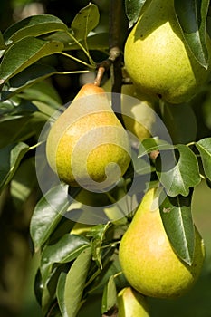 Ripe pear detail