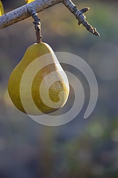 Ripe pear is hanging on branch in garden. Blurred brown background. Close-up. Copy space