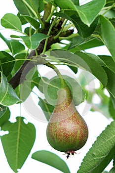 Ripe pear on a tree