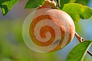 ripe pear on a tree in summer