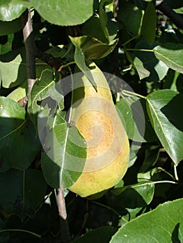 Ripe pear with yellowish- green skin