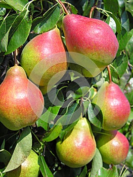 Ripe pears