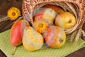 Ripe Pears Autumn Still Life