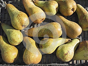 Ripe pears in box