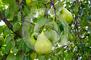 Ripe pears on branches in the garden.