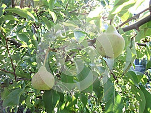 Ripe pears on branches with green leaves.