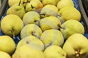 Ripe pears on the counter in a store. Close-up. Eco products and vitamins