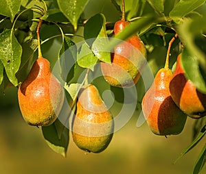 Ripe pears in the garden