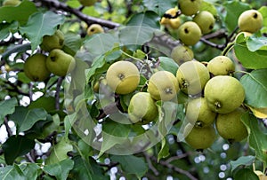 Ripe pears hang on a pear tree branch in the garden.