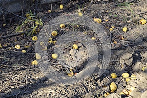 Ripe pears lie on the ground under a tree