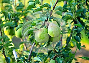Ripe pears ready for harvest in a pear orchard pictured at morning