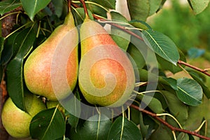 Ripe pears on tree