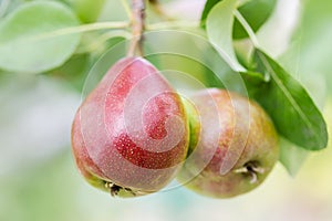 Ripe pears on a tree outdoors, close-up.