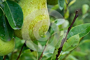 Ripe pears on the tree. Ripe organic cultivar pears in the summer garden.