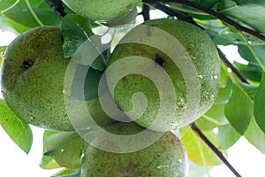 Ripe pears on the tree. Ripe organic cultivar pears in the summer garden.