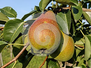 Ripe pears in the tree in summer
