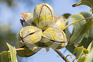 Ripe pecan nuts Carya illinoinensis on the tree