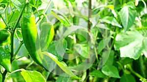 Ripe pepper plant growing in homemade greenhouse in 4K VIDEO. Fresh bunch of green natural paprika on branch in vegetable garden.