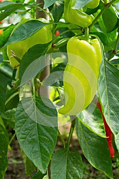 Ripe pepper plant growing in homemade greenhouse. Fresh bunch of green natural paprika on branch in vegetable garden.