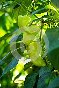 Rastlina zrelého korenia v domácom skleníku. Čerstvý zväzok zelenej prírodnej papriky na vetve v zeleninovej záhrade.