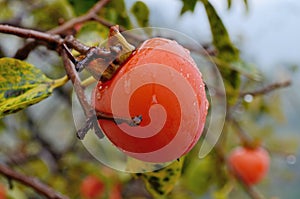 Ripe persimmon in autumn