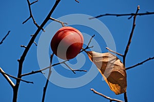 Ripe persimmon on the branches of a tree against the blue sky