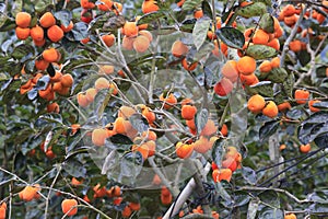 Ripe persimmon & fresh green leaves